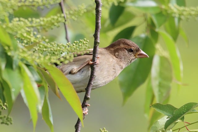 Free download sparrow bird animal beak feathers free picture to be edited with GIMP free online image editor