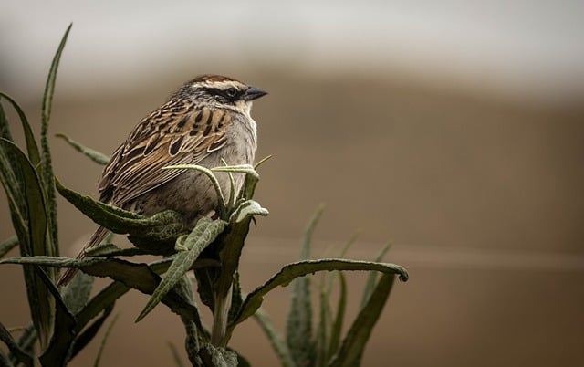 Free download sparrow bird animal fauna field free picture to be edited with GIMP free online image editor