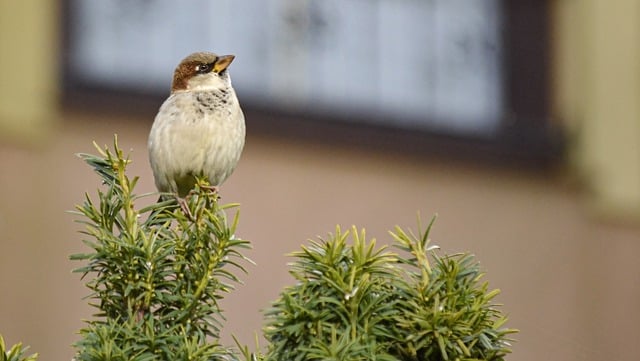 Free download sparrow bird animal plant nature free picture to be edited with GIMP free online image editor