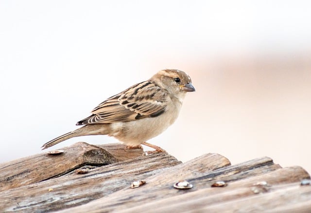 Free download sparrow bird animal small bird ave free picture to be edited with GIMP free online image editor