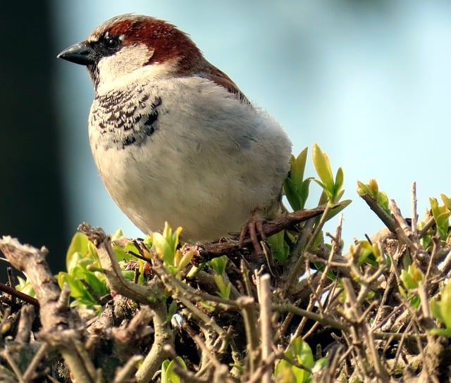 Free download sparrow bird animal urban wildlife free picture to be edited with GIMP free online image editor