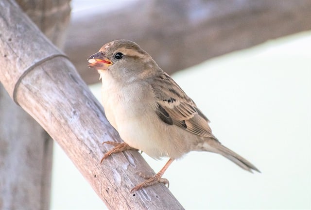 Free download sparrow bird animal wildlife free picture to be edited with GIMP free online image editor