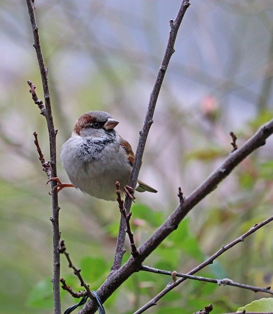 Free download Sparrow Bird Branches -  free photo or picture to be edited with GIMP online image editor