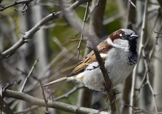 Free download sparrow bird branches wildlife free picture to be edited with GIMP free online image editor