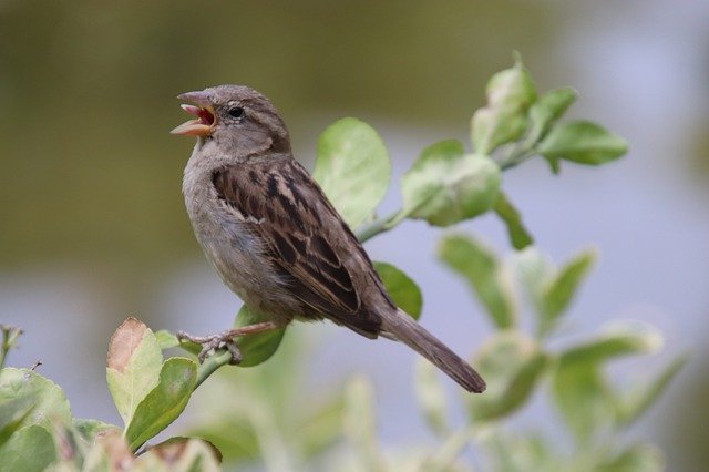 Descărcare gratuită Sparrow Bird Chick - fotografie sau imagini gratuite pentru a fi editate cu editorul de imagini online GIMP