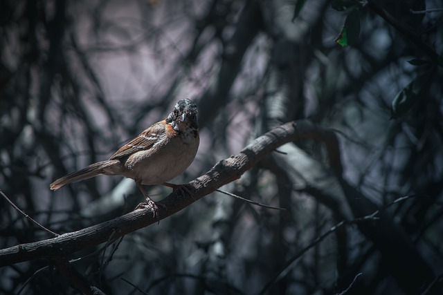 Free download sparrow bird chincol animal nature free picture to be edited with GIMP free online image editor