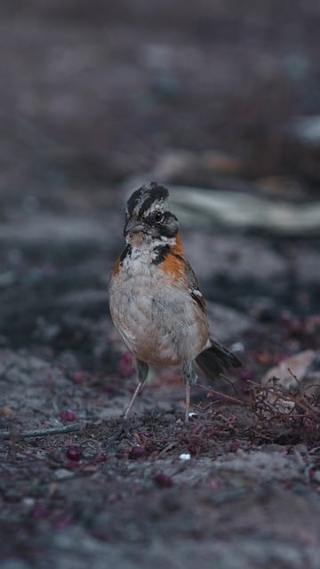 Free download sparrow bird chincol nature animal free picture to be edited with GIMP free online image editor