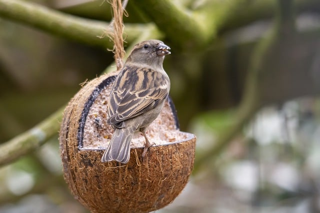 Free download sparrow bird coconut feed garden free picture to be edited with GIMP free online image editor
