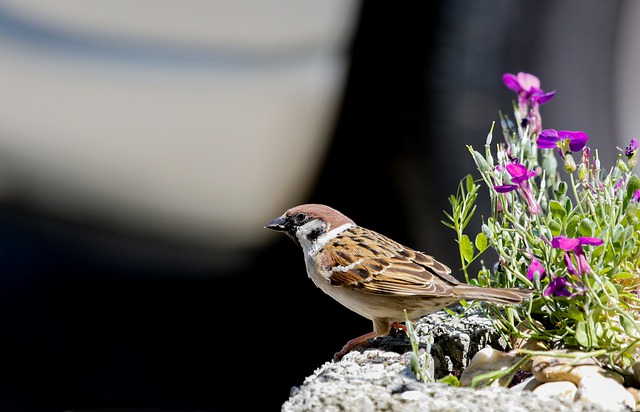 Free download sparrow bird feathers plumage bill free picture to be edited with GIMP free online image editor