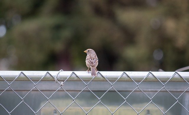 Free download sparrow bird fence animal perched free picture to be edited with GIMP free online image editor