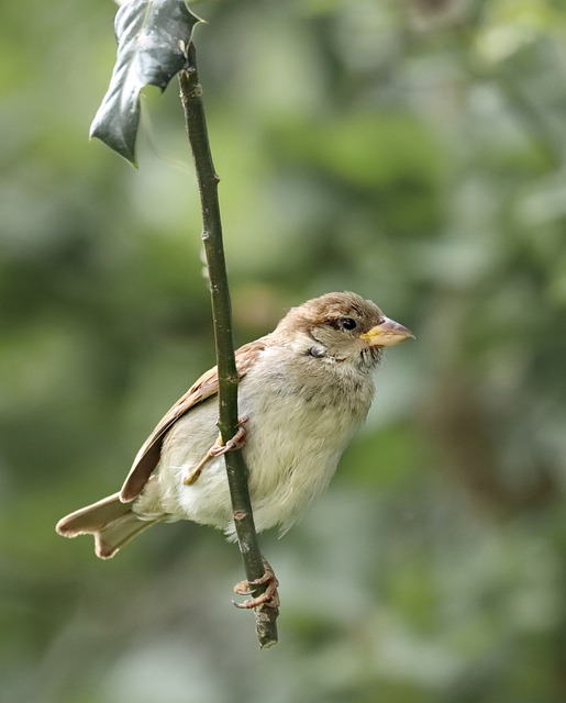 Free download sparrow bird house sparrow perched free picture to be edited with GIMP free online image editor