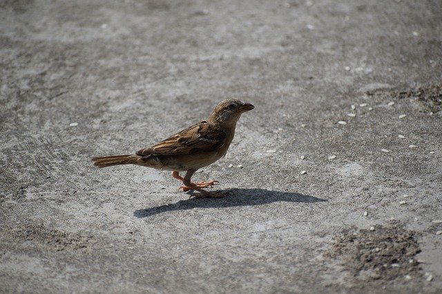 Unduh gratis Sparrow Bird Nature - foto atau gambar gratis untuk diedit dengan editor gambar online GIMP