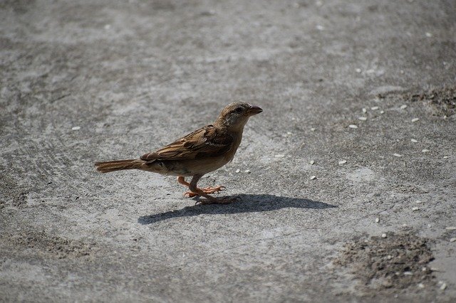 Muat turun percuma Sparrow Bird Nature - foto atau gambar percuma percuma untuk diedit dengan editor imej dalam talian GIMP