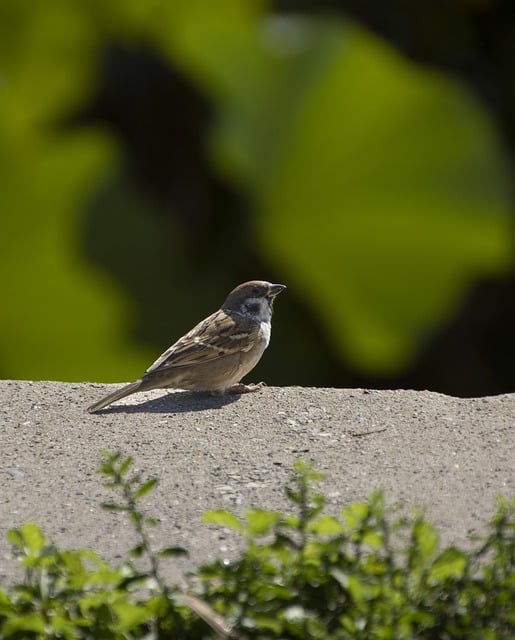 Free download sparrow bird nature animal free picture to be edited with GIMP free online image editor