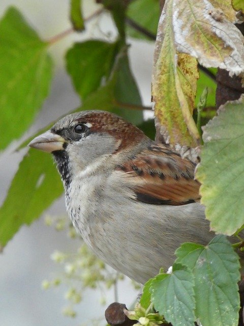 Unduh gratis Sparrow Bird Nature Wild - foto atau gambar gratis untuk diedit dengan editor gambar online GIMP