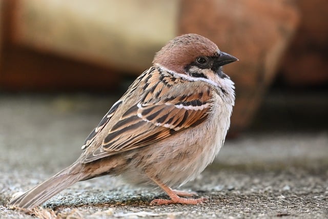 Free download sparrow bird nature wildlife free picture to be edited with GIMP free online image editor