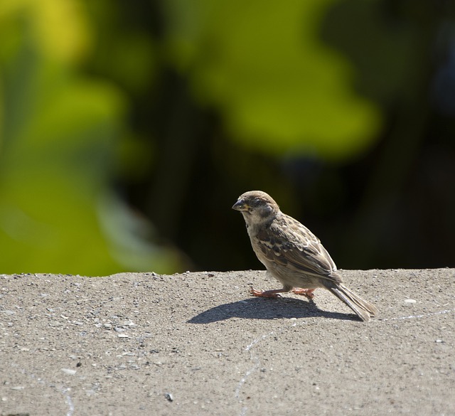 Free download sparrow bird perched animal free picture to be edited with GIMP free online image editor