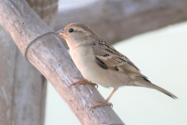 Free download sparrow bird perched animal avian free picture to be edited with GIMP free online image editor