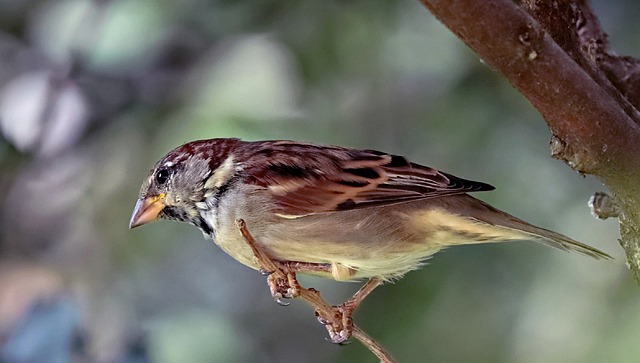 Free download sparrow bird perched house sparrow free picture to be edited with GIMP free online image editor
