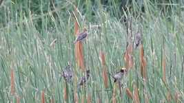 Free download Sparrow Birds Flying -  free video to be edited with OpenShot online video editor