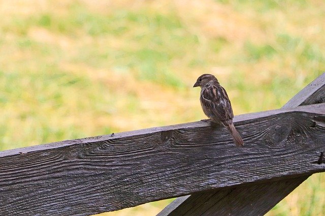 Free download Sparrow Bird Song -  free photo or picture to be edited with GIMP online image editor