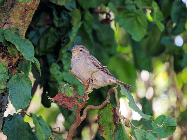 Bezpłatne pobieranie Sparrow Bird Songbird - bezpłatne zdjęcie lub obraz do edycji za pomocą internetowego edytora obrazów GIMP