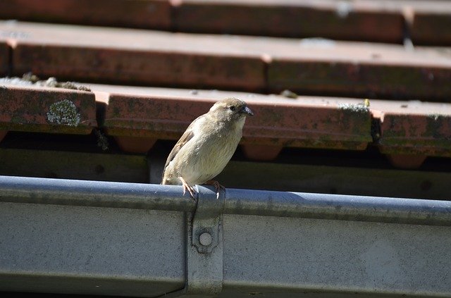 הורדה חינם Sparrow Bird Sperling - תמונה או תמונה בחינם לעריכה עם עורך התמונות המקוון GIMP