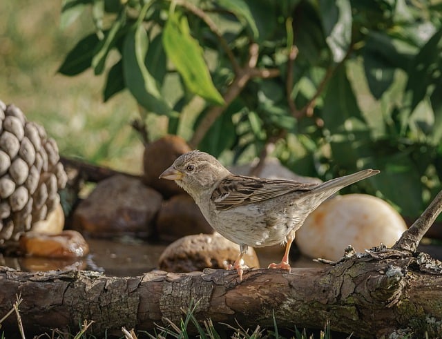 Free download sparrow birds sitting pens plumage free picture to be edited with GIMP free online image editor