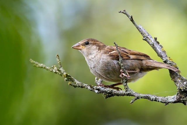 Free download sparrow bird tree branch perched free picture to be edited with GIMP free online image editor