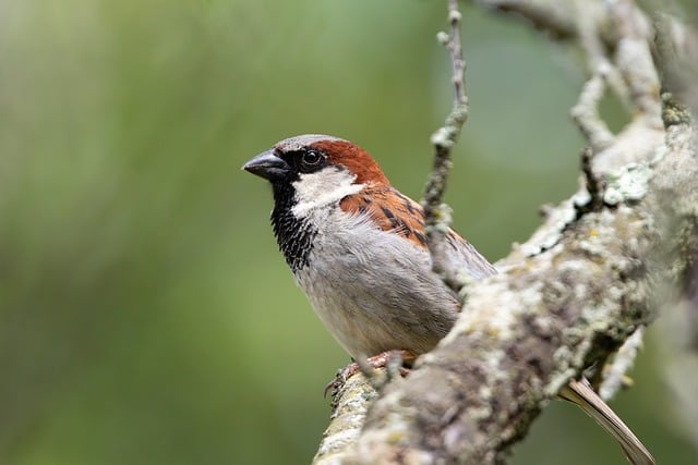 Free download sparrow bird tree perched feathers free picture to be edited with GIMP free online image editor