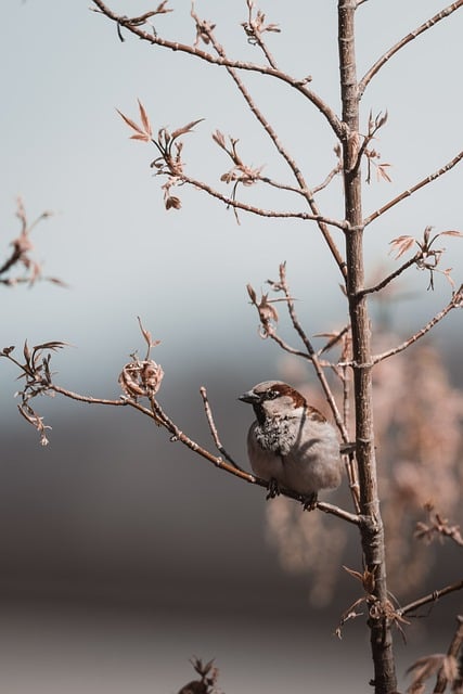 Free download sparrow branch springtime nature free picture to be edited with GIMP free online image editor