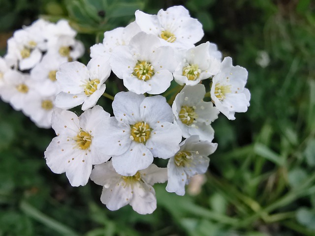 Free download sparrow bride to be shrub spirea free picture to be edited with GIMP free online image editor
