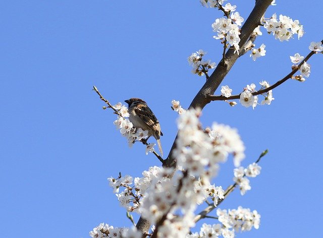 Free download Sparrow Casey Flowers -  free photo or picture to be edited with GIMP online image editor