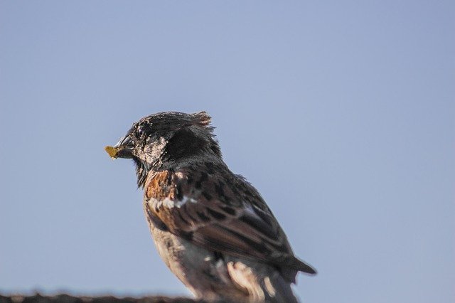 ດາວໂຫລດຟຣີ Sparrow Coastline Relax - ຮູບພາບຫຼືຮູບພາບທີ່ບໍ່ເສຍຄ່າເພື່ອແກ້ໄຂດ້ວຍຕົວແກ້ໄຂຮູບພາບອອນໄລນ໌ GIMP