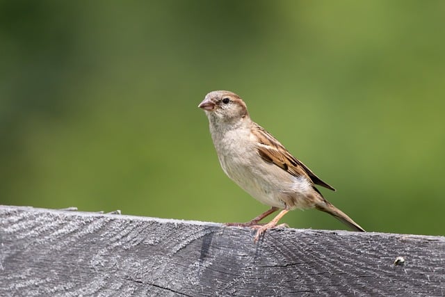 Free download sparrow fence wood perched free picture to be edited with GIMP free online image editor