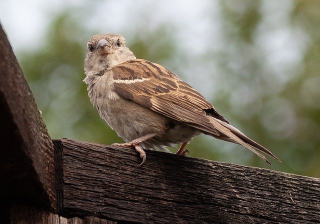 Безкоштовно завантажте Sparrow Garden Bird Cute - безкоштовну фотографію або малюнок для редагування в онлайн-редакторі зображень GIMP