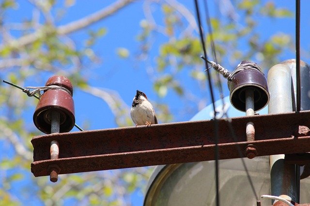 Free download Sparrow Home South -  free photo or picture to be edited with GIMP online image editor