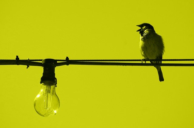 Free download Sparrow Line Cable Light -  free photo or picture to be edited with GIMP online image editor