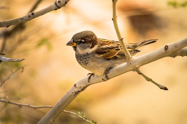 Free download sparrow little bird animal nature free picture to be edited with GIMP free online image editor