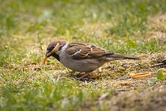 Free download sparrow mealworms feed bird nature free picture to be edited with GIMP free online image editor