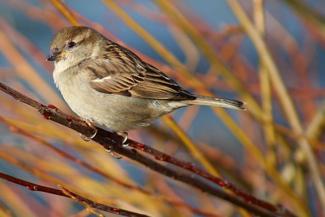 Free download sparrow nature animal close up free picture to be edited with GIMP free online image editor
