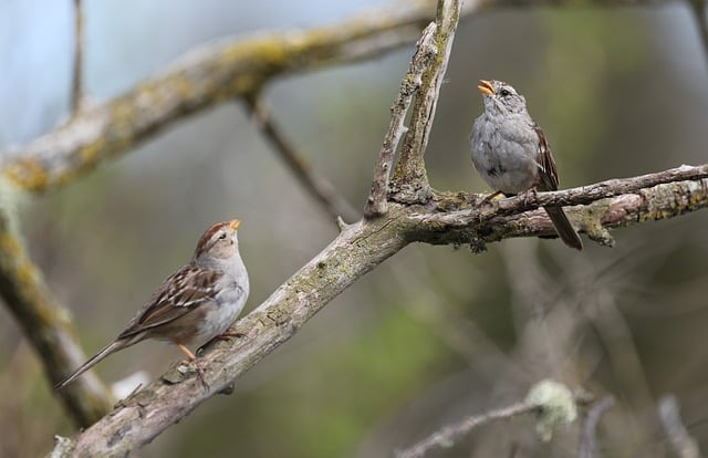 Free download sparrow nature bird wildlife free picture to be edited with GIMP free online image editor