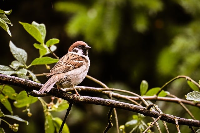Free download sparrow nature wildlife animal free picture to be edited with GIMP free online image editor
