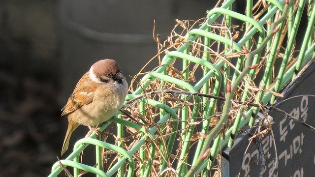 무료 다운로드 Sparrow New Cute - 무료 사진 또는 김프 온라인 이미지 편집기로 편집할 사진