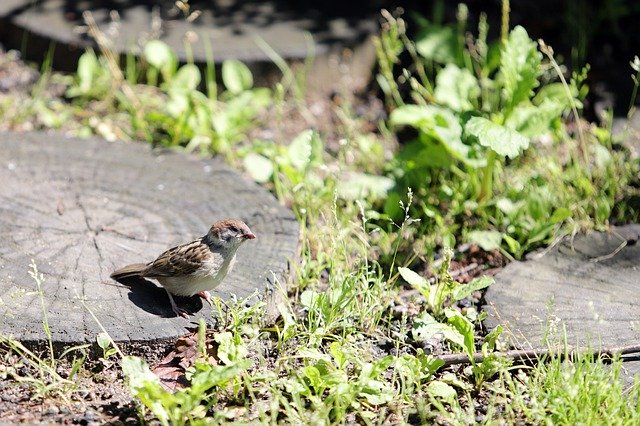 Free download Sparrow New Feather -  free photo or picture to be edited with GIMP online image editor