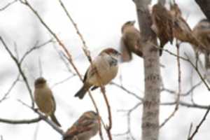 Free download Sparrow Quarrel free photo or picture to be edited with GIMP online image editor