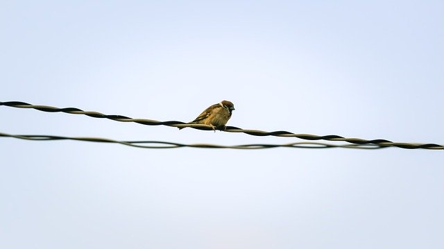 دانلود رایگان Sparrow Sank Beans - عکس یا تصویر رایگان قابل ویرایش با ویرایشگر تصویر آنلاین GIMP