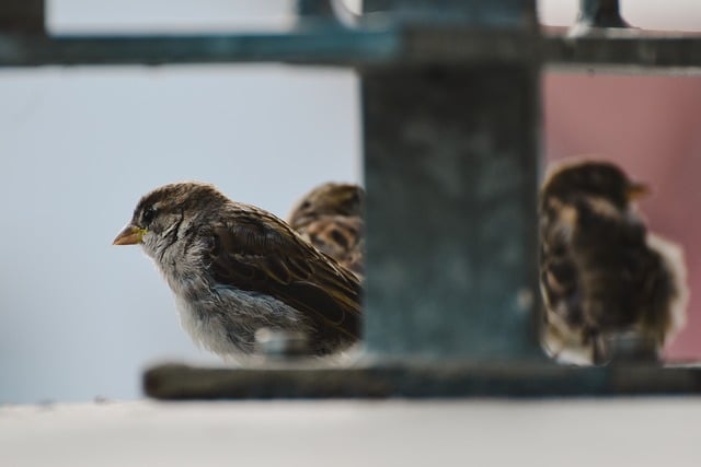 Free download sparrows birds animals wildlife free picture to be edited with GIMP free online image editor