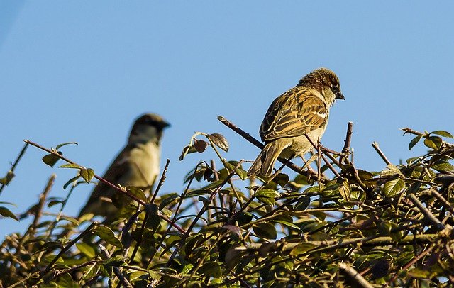 Free download sparrows birds avian ornithology free picture to be edited with GIMP free online image editor