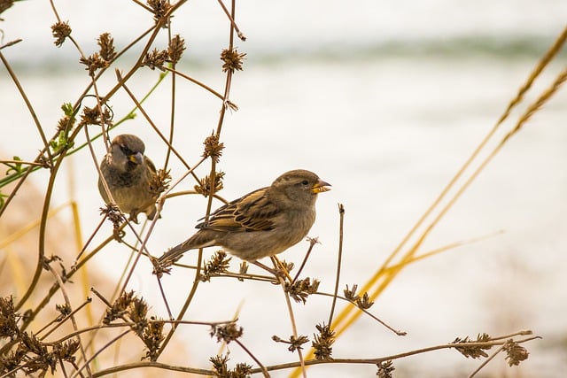 Free download sparrows birds nature animals sea free picture to be edited with GIMP free online image editor